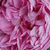 Rosa - Rose Inglesi - Charles Rennie Mackintosh